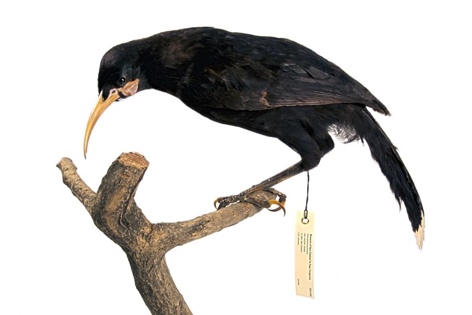 Huia Birds and Bones | Aratoi — Wairarapa Museum of Art and History